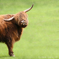 Glamis Castle, Highland Cow, Heilan Coo, Art Print