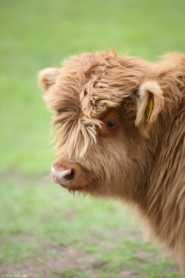 Glamis Castle Highland Calf