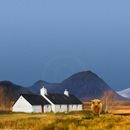 Highland Cow  Blackrock Cottage Glencoe