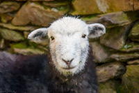 Tilberthwaite Herdwick | Herdwick, Herdy Sheep Artist, Herdwick Sheep Oil Painting, Herdwick Artwork, Herdwick, Herdwick Sheep, Herdwick Drawings, Herdy Wall Art, Herdwick Sheep Art, Herdwick Sheep Acrylic Paintings, Herdy Art, Herdy Sketches, Lakeland Herdy Artworks, Herdwick Wall Art, Herdy, Herdwick Sheep Prints, Herdies, Mixed-Media Herdy Art, Herdwick Sheep Sketch, Herdy Ewe, Herdy Sketch, Herdwick Sheep Oil Pastels, Herdwick Sheep Oil Painting, Lakeland Sheep, High Crag, Backbarrow, Crooklands, Ormathwaite, Skirwith, Durdar, Scaleby, Holmrook, Great End, Slight Side, Harter Fell, Mardale, Blindcrake, Lake Distr Herdwick, Herdy Sheep Artist, Herdwick Sheep Oil Painting, Herdwick Artwork, Herdwick, Herdwick Sheep, Herdwick Drawings, Herdy Wall Art, Herdwick Sheep Art, Herdwick Sheep Acrylic Paintings, Herdy Art, Herdy Sketches, Lakeland Herdy Artworks, Herdwick Wall Art, Herdy, Herdwick Sheep Prints, Herdies, Mixed-Media Herdy Art, Herdwick Sheep Sketch, Herdy Ewe, Herdy Sketch, Herdwick Sheep Oil Pastels, Herdwick Sheep Oil Painting, Lakeland Sheep, High Crag, Backbarrow, Crooklands, Ormathwaite, Skirwith, Durdar, Scaleby, Holmrook, Great End, Slight Side, Harter Fell, Mardale, Blindcrake, Lake Distr