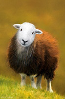 Helena Herdwick III | Herdy Sheep Artist, Herdy Wall Art, Herdy Sketch, Herdwick Sheep Oil Painting, Herdy Sketches, Herdwick Sheep Oil Painting, Herdwick Sheep Acrylic Paintings, Herdwick Sheep Art Studio, Herdwick Sheep Prints, Herdwick Sheep Oil Pastels, Herdwick Sheep Sketch, Herdwick, Herdwick Drawings, Herdwick Artwork, Herdy Ewe, Herdwick, Mixed-Media Herdy Art, Herdwick Sheep Art, Lakeland Herdy Artworks, Herdy, Herdwick Wall Art, Lakeland Sheep, Herdwick Sheep, Herdies, Skiddaw Little Man, Shipman Knotts, Lingmoor Fell, Holme Fell, Mosedale, Arlecdon, Hopegill Head, Branthwaite (Workington), Birker Fell, D Herdy Sheep Artist, Herdy Wall Art, Herdy Sketch, Herdwick Sheep Oil Painting, Herdy Sketches, Herdwick Sheep Oil Painting, Herdwick Sheep Acrylic Paintings, Herdwick Sheep Art Studio, Herdwick Sheep Prints, Herdwick Sheep Oil Pastels, Herdwick Sheep Sketch, Herdwick, Herdwick Drawings, Herdwick Artwork, Herdy Ewe, Herdwick, Mixed-Media Herdy Art, Herdwick Sheep Art, Lakeland Herdy Artworks, Herdy, Herdwick Wall Art, Lakeland Sheep, Herdwick Sheep, Herdies, Skiddaw Little Man, Shipman Knotts, Lingmoor Fell, Holme Fell, Mosedale, Arlecdon, Hopegill Head, Branthwaite (Workington), Birker Fell, D