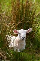 Herdwick Sheep Oil Painting, Herdwick Wall Art, Herdy Ewe, Herdwick Sheep Art, Herdwick Sheep Sketch, Herdwick Sheep Prints, Herdwick Sheep Art Studio, Lakeland Sheep, Herdwick Sheep, Herdwick Sheep Acrylic Paintings, Herdwick, Herdwick Sheep Oil Painting, Lakeland Herdy Artworks, Herdy Wall Art, Herdy Sketch, Herdwick, Herdy Sheep Artist, Herdwick Drawings, Mixed-Media Herdy Art, Herdwick Artwork, Herdy, Herdy Art, Herdies, Herdy Sketches, Froswick, Hartsop above How, Uldale, Raven Crag, Broughton Moor, Wandope, Muncaster Fell, Brown Pike, Hallin Fell, Barbon, Oxenholme, Grange Fell, Ousby,  