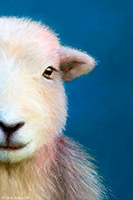 Herdwick, Herdy Wall Art, Herdy Sketch, Herdwick Sheep Art, Herdwick Wall Art, Herdwick Sheep Oil Painting, Mixed-Media Herdy Art, Herdwick Sheep Prints, Herdwick Sheep Oil Painting, Lakeland Sheep, Herdy, Herdwick, Herdy Ewe, Herdwick Sheep Sketch, Herdy Sketches, Herdwick Artwork, Herdwick Sheep Art Studio, Herdwick Drawings, Herdwick Sheep Oil Pastels, Herdy Art, Herdwick Sheep, Herdwick Sheep Acrylic Paintings, Herdies, Herdy Sheep Artist, Broughton Mills, Mosedale, Stainton With Adgarley, Crag Fell, Hallbankgate, Bonscale Pike, Kidsty Pike, Crinkle Crags, Lupton, Starling Dodd, Great Gabl
