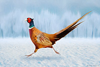 Winter Pheasant II