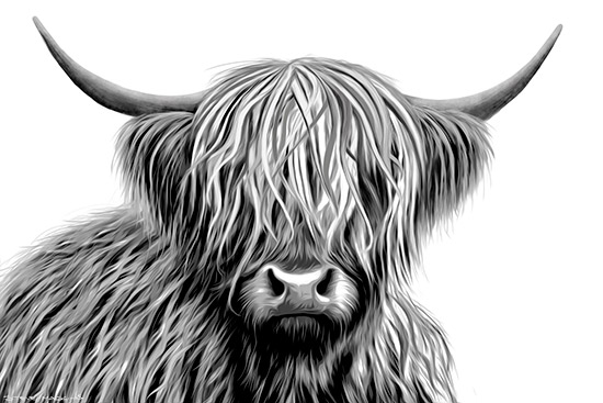 Highland Cow Mono - Highland Cows Art - Art Prints Highland Cow Mono