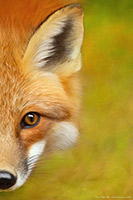 Glencoe Fox II | Glencoe Fox II A3 Artwork Print Glencoe Fox II A3 Artwork Print