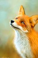 Borrowdale Fox | Borrowdale, Fox, Art. Artwork, Lake District, Cumbria, Wildlife Borrowdale, Fox, Art. Artwork, Lake District, Cumbria, Wildlife