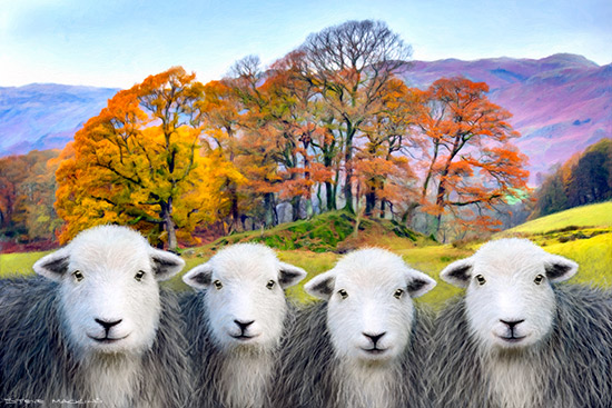 Elterwater Autumn Herdwicks
