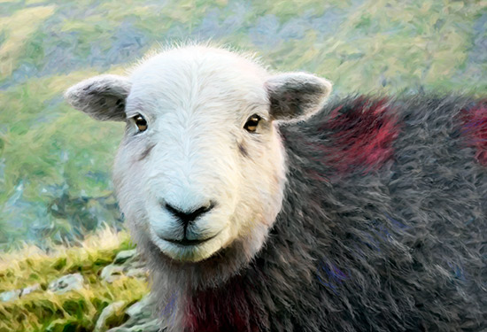 Honister Pass Herdwick