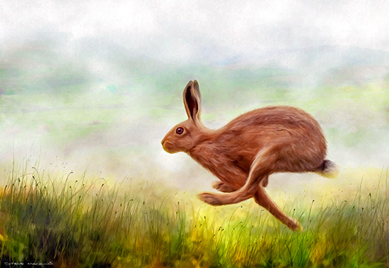 Running Hare