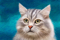 Kitty the Cat | Kitty the Cat Kitty the Cat