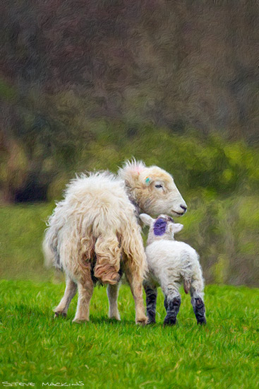 Herdwick Ewe with Lamb - Herdwick Sheep Art - Art Prints Herdwick Ewe with Lamb