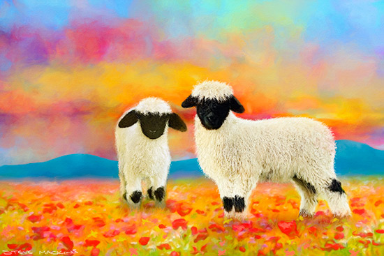 Valais Blacknose Sheep - Sheep Art - Lake District Herdwick Sheep, Wildlife & Landscape Prints Valais Blacknose Sheep