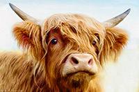 Glen Fruin Highland Cow | Glen Fruin Highland Cow Glen Fruin Highland Cow