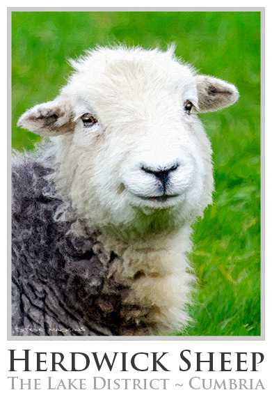 Herdwick Sheep Poster No1 - Herdwick Collectible - Art Prints Herdwick Sheep Poster No1