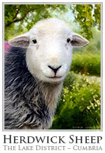Herdwick Drawings, Herdy Ewe, Herdwick Sheep Acrylic Paintings, Herdy Sheep Artist, Lakeland Herdy Artworks, Herdwick Wall Art, Herdwick, Herdies, Herdwick Sheep, Herdwick Sheep Prints, Herdy Sketches, Herdy Art, Lakeland Sheep, Herdwick Sheep Oil Pastels, Herdy, Herdy Sketch, Herdwick Sheep Art Studio, Herdwick, Herdwick Sheep Art, Herdwick Sheep Oil Painting, Mixed-Media Herdy Art, Herdwick Sheep Oil Painting, Herdwick Artwork, Herdy Wall Art, Wythburn, Thursby, Newton Arlosh, Bigrigg, Hutton Roof (Kirkby Lonsdale), Kirk Fell, Wether Hill, White Side, Little Asby, Lank Rigg, Esk Pike, Grasme