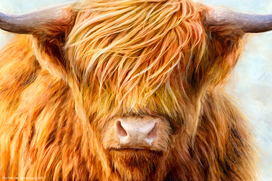 Glencoe Highland Cow III crop version