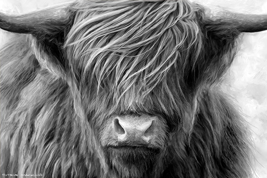 Glencoe Highland Cow Mono