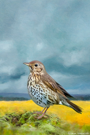 Song Thrush