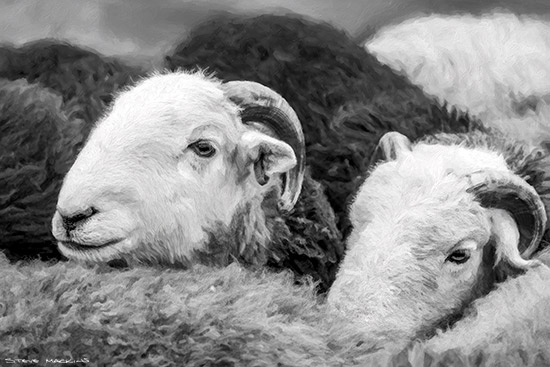 Wasdale Head Show Herdwicks B&W