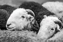 Wasdale Head Show Herdwicks B&W | Herdwick Sheep Oil Painting, Herdy Wall Art, Herdwick Sheep Sketch, Herdwick Sheep Art Studio, Herdwick Sheep, Herdies, Herdwick Sheep Oil Pastels, Herdwick Sheep Oil Painting, Herdy Ewe, Herdwick Artwork, Herdy Sketches, Herdy Sheep Artist, Lakeland Sheep, Herdwick Sheep Acrylic Paintings, Mixed-Media Herdy Art, Herdwick Wall Art, Herdwick Sheep Art, Herdy Sketch, Lakeland Herdy Artworks, Herdy Art, Herdwick Sheep Prints, Herdy, Herdwick Drawings, Herdwick, Dale Head, Hilton, Warcop, Lindale, Crosscanonby, Hutton Roof, Crosby Garrett, Ireby, High Stile, Broughton Beck, Brigsteer, Port Carlisl Herdwick Sheep Oil Painting, Herdy Wall Art, Herdwick Sheep Sketch, Herdwick Sheep Art Studio, Herdwick Sheep, Herdies, Herdwick Sheep Oil Pastels, Herdwick Sheep Oil Painting, Herdy Ewe, Herdwick Artwork, Herdy Sketches, Herdy Sheep Artist, Lakeland Sheep, Herdwick Sheep Acrylic Paintings, Mixed-Media Herdy Art, Herdwick Wall Art, Herdwick Sheep Art, Herdy Sketch, Lakeland Herdy Artworks, Herdy Art, Herdwick Sheep Prints, Herdy, Herdwick Drawings, Herdwick, Dale Head, Hilton, Warcop, Lindale, Crosscanonby, Hutton Roof, Crosby Garrett, Ireby, High Stile, Broughton Beck, Brigsteer, Port Carlisl