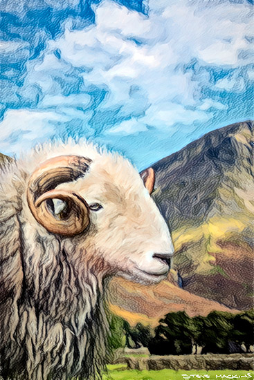 Great Gable Herdwick Sketch