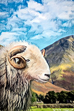 Herdwick Wall Art, Herdwick Sheep Art Studio, Herdwick Sheep Sketch, Herdwick Sheep, Herdwick Artwork, Lakeland Sheep, Herdy Ewe, Herdies, Lakeland Herdy Artworks, Herdwick Sheep Oil Painting, Herdy, Herdy Sketch, Herdwick, Mixed-Media Herdy Art, Herdy Art, Herdwick Sheep Prints, Herdwick Drawings, Herdwick Sheep Oil Pastels, Herdwick Sheep Oil Painting, Herdwick Sheep Acrylic Paintings, Herdy Sheep Artist, Herdwick, Herdwick Sheep Art, Herdy Sketches, Outerside, Nether Wasdale, Whinlatter, Kirkby Stephen, Boustead Hill, Scar Crags, Skelwith Bridge, Brigsteer, Muncaster Fell, Crag Fell, Torver