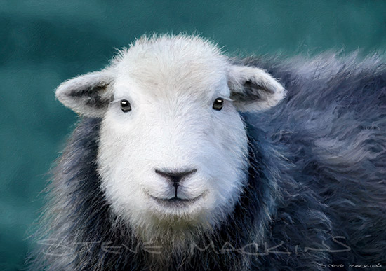 Derwentwater Herdwick Ewe