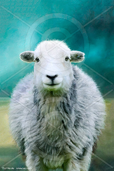 Eskdale Herdwick Ewe - Herdwick Sheep Art - Art Prints Eskdale Herdwick Ewe