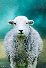 Herdwick Sheep Oil Painting, Herdwick Sheep Oil Painting, Herdwick Sheep Art Studio, Herdwick Artwork, Herdwick Sheep Prints, Herdy Sheep Artist, Herdwick Sheep Art, Herdwick Sheep Oil Pastels, Herdwick Sheep, Herdwick Wall Art, Herdy Art, Lakeland Herdy Artworks, Herdwick Sheep Sketch, Herdwick, Herdy Wall Art, Herdies, Mixed-Media Herdy Art, Herdy Ewe, Herdy, Herdwick, Herdy Sketch, Herdy Sketches, Herdwick Sheep Acrylic Paintings, Herdwick Drawings, Ulverston, Asby (Workington), Seathwaite (Borrowdale), Knott, The, Sedbergh, Lingmoor Fell, Bolton, Grange Fell, Low Hesket, Latrigg, Beetham, 