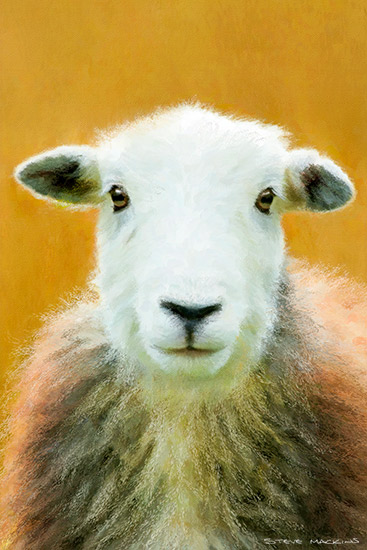 Grasmoor Autumn Herdwick Ewe II (cropped)