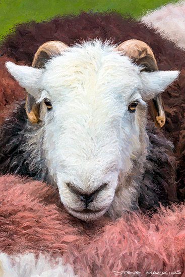 Wasdale Show Herdwick Ewe