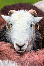 Herdy Wall Art, Lakeland Herdy Artworks, Herdwick Sheep Oil Painting, Herdwick, Herdy Sheep Artist, Mixed-Media Herdy Art, Herdwick Sheep Prints, Herdwick Sheep Acrylic Paintings, Herdwick Drawings, Herdwick Sheep Art, Herdy Sketches, Herdwick Wall Art, Herdy Ewe, Herdies, Lakeland Sheep, Herdwick Sheep Oil Painting, Herdwick Sheep Sketch, Herdwick, Herdwick Sheep Oil Pastels, Herdwick Sheep, Herdwick Artwork, Herdwick Sheep Art Studio, Herdy Sketch, Herdy Art, Seathwaite Fell, Skiddaw, Hen Comb, Gleaston, Holme Fell, Kirkby Lonsdale, Bampton, Brampton (Carlisle), Whinlatter, Eagle Crag, Gilsl
