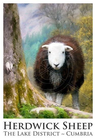Herdwick Sheep Poster No14 - Herdwick Collectible - Art Prints Herdwick Sheep Poster No14
