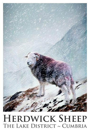 Herdwick Sheep Poster No15