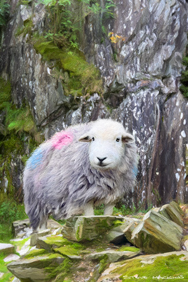 Tilberthwaite Quarry Herdwick Ewe