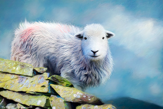 High Fell Herdwick Ewe II