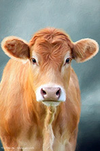 Ardencaple Farm, Helensburgh, Cow, Scotland, Art, Artwork, Print