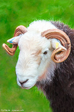 Herdy, Herdy Art, Herdwick Sheep Oil Painting, Herdwick Wall Art, Herdy Ewe, Mixed-Media Herdy Art, Herdwick Sheep Art, Herdwick Artwork, Herdwick Sheep Oil Painting, Lakeland Sheep, Herdy Sketches, Herdy Wall Art, Herdy Sheep Artist, Herdies, Herdwick Drawings, Herdwick Sheep, Herdwick Sheep Art Studio, Lakeland Herdy Artworks, Herdwick Sheep Oil Pastels, Herdwick, Herdwick, Herdwick Sheep Sketch, Herdy Sketch, Herdwick Sheep Acrylic Paintings, Oxenholme, Low Wood, Whitfell, Flookburgh, Brae Fell, Crinkle Crags, Old Town, White Side, Bowscale Fell, Steel Knotts, Dove Crag, Warwick-on-Eden,  L