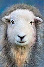 Herdwick Sheep Oil Pastels, Herdy Wall Art, Herdy Art, Herdy Sketch, Herdies, Herdy, Herdwick, Herdwick Sheep Acrylic Paintings, Lakeland Sheep, Herdwick Artwork, Herdwick Wall Art, Herdwick Sheep Prints, Herdwick Sheep Sketch, Lakeland Herdy Artworks, Herdy Sketches, Herdwick Sheep, Herdy Ewe, Herdwick Drawings, Herdwick Sheep Oil Painting, Herdwick Sheep Art, Herdwick Sheep Art Studio, Herdwick, Herdwick Sheep Oil Painting, Herdy Sheep Artist, Kearstwick, Yoke, Seaton, Latrigg, Gosforth, Aldingham, Grasmoor, Langwathby, Blake Fell, Sour Howes, Brock Crags, Penruddock, Holmrook, Saint Sunday 