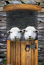 Herdwick Sheep Acrylic Paintings, Herdies, Herdwick Sheep Oil Painting, Herdwick, Herdwick, Herdwick Sheep Prints, Herdy Sketch, Herdwick Sheep Art Studio, Herdy Sketches, Herdwick Wall Art, Herdy Sheep Artist, Herdwick Sheep Oil Pastels, Herdwick Sheep, Herdwick Sheep Sketch, Herdy Ewe, Herdwick Sheep Oil Painting, Herdy Art, Herdwick Artwork, Herdy Wall Art, Herdy, Lakeland Sheep, Mixed-Media Herdy Art, Lakeland Herdy Artworks, Herdwick Sheep Art, Killington, Brough, Old Town, Drybeck, Roa Island, Flookburgh, Talkin, Dovenby, Ard Crags, Crosscanonby, Great Calva, Rannerdale Knotts, Broughton