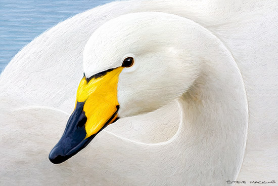 Whooper Swan