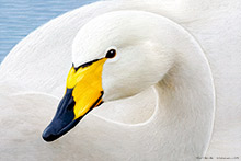 Whooper Swan ,Art, Artwork, Art Print