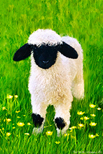 Blackface Valais Sheep ,Art, Artwork, Art Print, Wall Art, Landscape Art, Wildlife Art