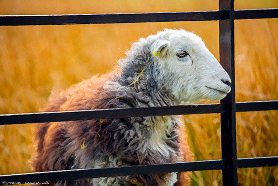 Herdwick Sheep
