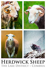 #Herdwick Sheep Art Prints #Herdy #Herdwick Sheep #Herdwick Tups #Herdwick Ewes #Art #Lake District Artist #Lakeland Art Studio #Wall Art Prints #Aluminium Art Prints #Canvas Art Prints #Glossy Art Prints #Contemporary Prints #Herdwick Sheep Art #Office Art #Lakeland #Hotel Wall Art #Matt Art Prints #Big Art Prints #Canvas Art Prints #Cumbria Art Prints #Wall Art #Fine Art Prints #Abstract Art Prints #Artist Cumbria #Gallery Wall Prints #Bedroom Wall Decor #Aesthetic Art Prints #Luxury Art Prints #Decorative Wall Art #Unique Art Prints #Typography Art Prints #B&B Art Prints #Premium Art Prints #Artistic Prints #Wildlife Art #Hotel Wall Art #Bed And Breakfast Art Prints #Lake District Wildlife #Large Wall Art Prints #Photopaper Art Prints #British Artwork Prints