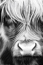 #Herdwick Sheep Art Prints #Herdwick Sheep #Herdwick Tups #Herdwick Ewes #Art #Lake District Artist #Lakeland Art Studio #Canvas Art Prints #Glossy Art Prints #Artwork #Contemporary Prints #Herdwick Sheep Art #Office Art #Lakeland #Lake District #Lakeland Office Artwork #Hotel Wall Art #Canvas Art Prints #Wall Art #Fine Art Prints #Air B&B Art Prints #Modern Wall Decor #Home Decor Artwork #Abstract Art Prints #Artist Cumbria #Gallery Wall Prints #Living Room Wall Art #Landscape Wall Art #Lake District #Lake District Art Pictures #Bed And Breakfast Art Prints #Lake District Wildlife #Large Wall Art Prints #Cumbrian Artist #Hospitality Art Prints #British Artwork Prints