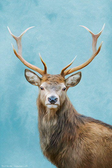 Highland Stag