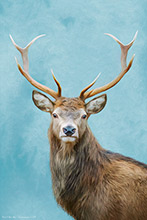  #Prints of Pencil Drawings #Prints of Oil Paintings #Prints of Acrylic Paintings #Prints of Oil Pastel Artworks #Animals Art #Flower Prints #Floral Prints #Wildlife Prints #Lakeland Art Studio #Quality Art Prints #Aluminium Art Prints #Canvas Art Prints #Photopaper Art Prints #UK Art Prints #Birds Art Prints #Elephant Art Prints #Cat Art Prints #Dog Art Prints #Art Prints #Prints of Oil Pastel Artworks #Air B&B Art Prints #Abstract Art Prints #Artist Cumbria #Digital Art #Large Wall Art #Bedroom Wall Decor #Black And White Prints #Typography Art Prints #Wildlife Art #Lake District #Lake District Art Pictures #Bed And Breakfast Art Prints #Large Wall Art Prints #Hospitality Art Prints #Photopaper Art Prints #British Artwork Prints