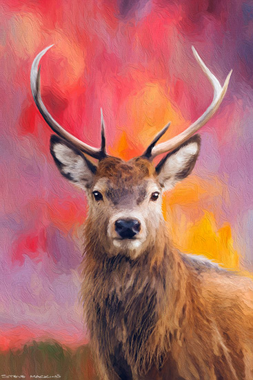 Highland Stag